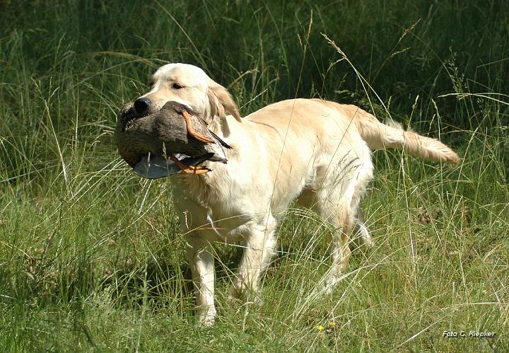 Schlottes Galadriel.jpg - als junger Hund beim Jagdtraining